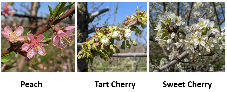 Phenology of stone fruit.